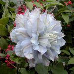 Clematita Chalcedony