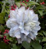 Clematita Chalcedony