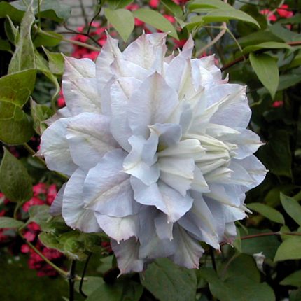 Clematita Chalcedony