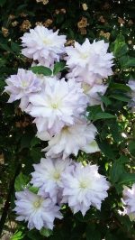 Clematita Chalcedony-2L - imagine 3