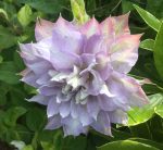 Clematis Chalcedony