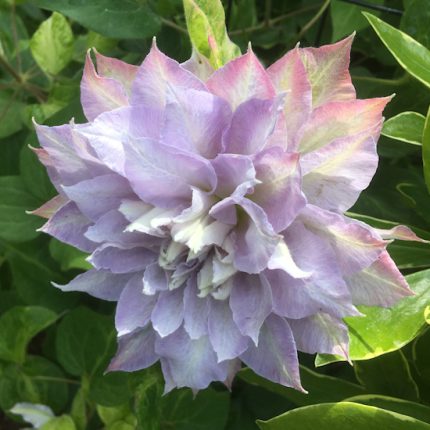 Clematis Chalcedony
