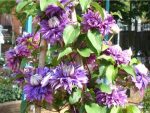 Clematita Diamantina Regal