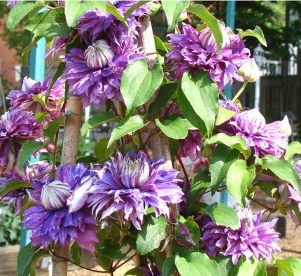 Clematita Diamantina Regal