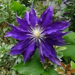 Clematita Haku Ookan