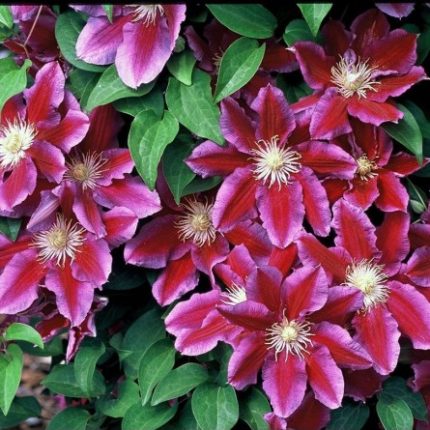 Clematita Hania