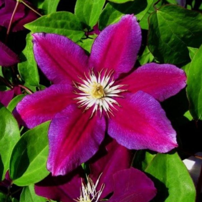 Clematita Hania