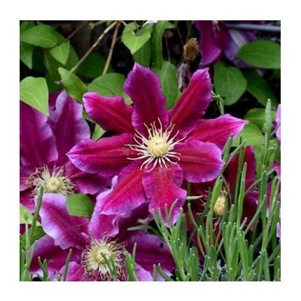 Clematita Hania