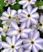 Clematita Ivan Olsson