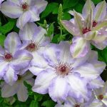 Clematita Ivan Olsson
