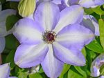 Clematita Ivan Olsson