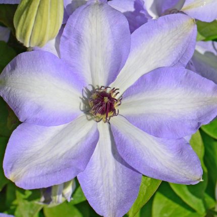 Clematita Ivan Olsson
