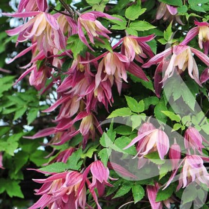 Clematis Janny