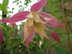 Clematita Janny