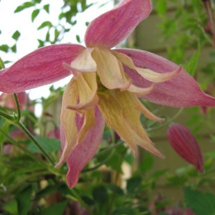 Clematita Janny