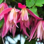 Clematita Janny