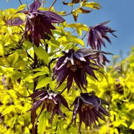 Clematita LUMINOUS® DUSK