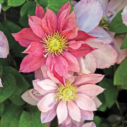 Clematita Little Mermaid