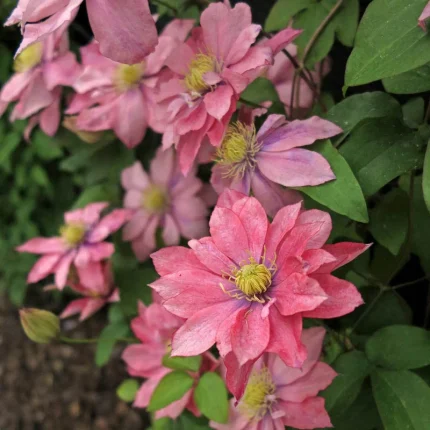 Clematita Little Mermaid