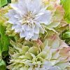 Clematita Midori