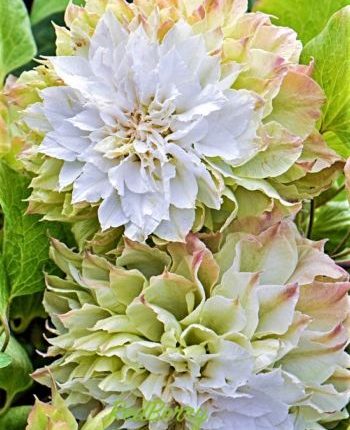 Clematita Midori