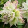 Clematita Midori