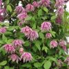 ClematiClematita Pink Surpriseta Pink Surprise