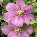 Clematita Pompeii Boulevard