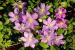 Clematita Pompeii Boulevard