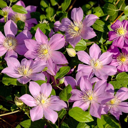 Clematita Pompeii Boulevard