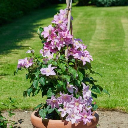 Clematita Pompeii Boulevard