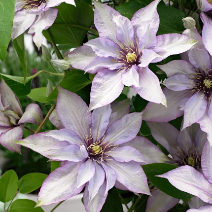 Clematita Samaritan Jo Boulevard