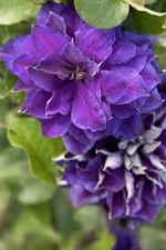 Clematita Shin-shigyoku