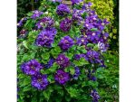 Clematita Shin-shigyoku