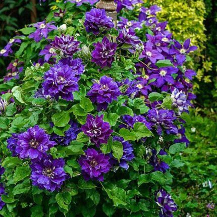 Clematita Shin-shigyoku