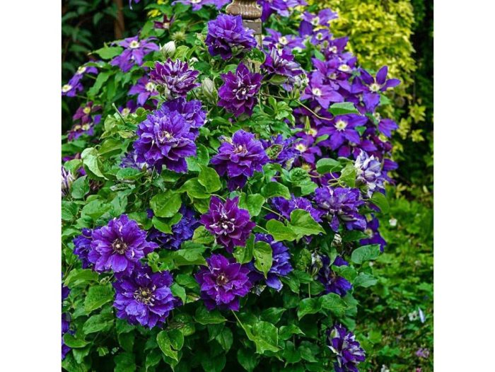 Clematita Shin-shigyoku
