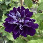 Clematita Shin-shigyoku