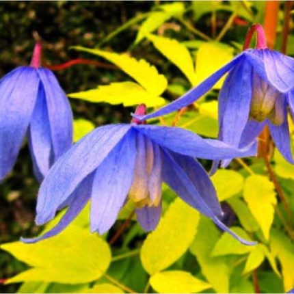 Clematis Stolwijk Gold