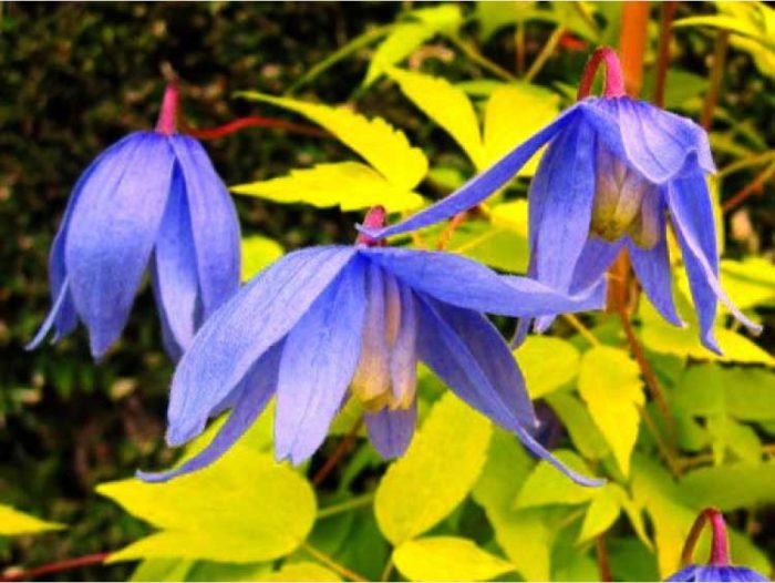 Clematis Stolwijk Gold