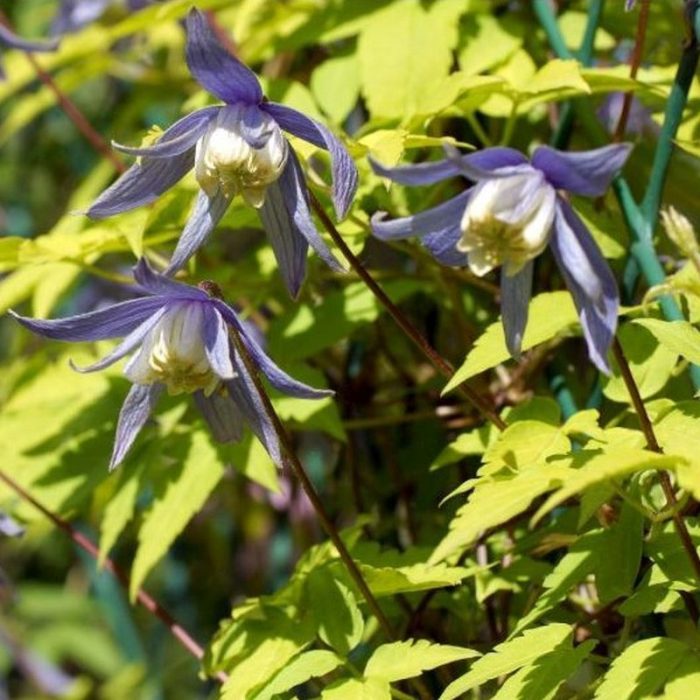 Clematis Stolwijk Gold