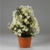 Clematita Tai Yang Boulevard (vesnic verde)