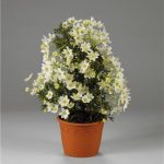 Clematita Tai Yang Boulevard (vesnic verde)