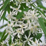 Clematita Tai Yang Boulevard (vesnic verde)