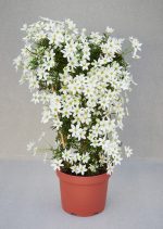 Clematita Tai Yang Boulevard (vesnic verde)