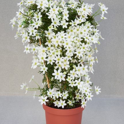 Clematita Tai Yang Boulevard (vesnic verde)