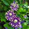 Clematita Taiga