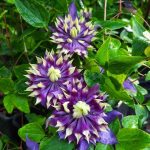 Clematita Taiga