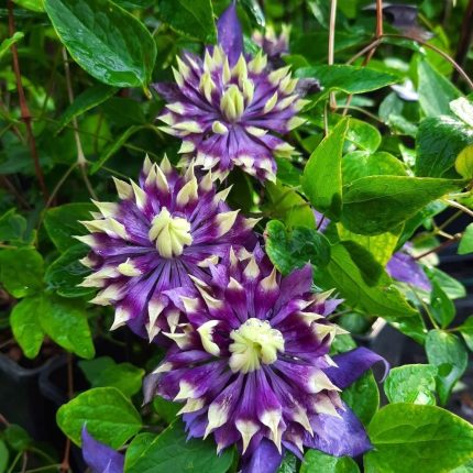 Clematita Taiga