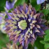 Clematita Taiga