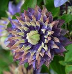 Clematita Taiga